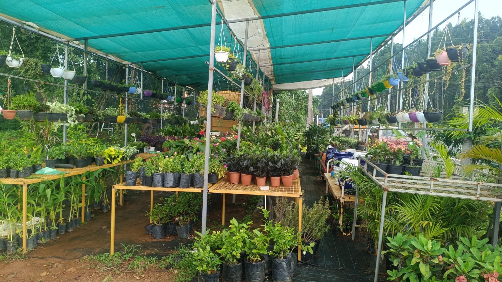 ಕೃಷಿ ಮನೆ ನರ್ಸರಿ   