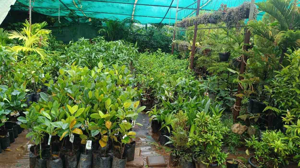 GREEN  LAND NURSERY & GARDEN image 1