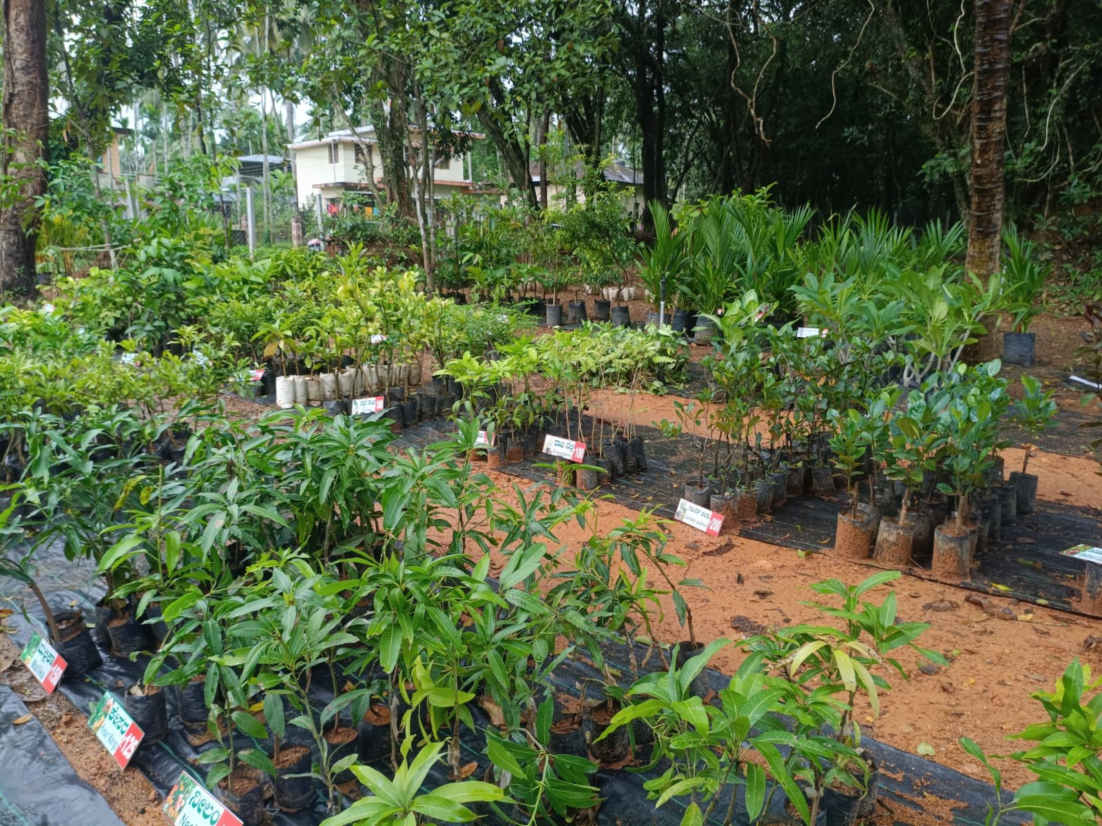 Padutirupathi Nursery image 1